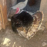 فروش غاز اسرائیلی و بوقلمون