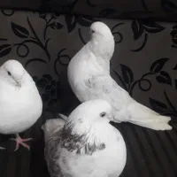 کبوتر پرشی تهرانی کله توپی|پرنده|هامون, |دیوار