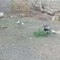 یک جفت بوقلمون|حیوانات مزرعه|بم, |دیوار