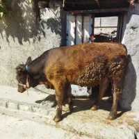 گوساله