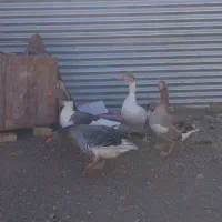 غاز|حیوانات مزرعه|مرودشت, استادیوم‎|دیوار