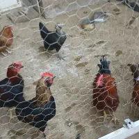 خروس رسمی محلی|حیوانات مزرعه|قم, صفائیه|دیوار