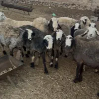 میش داشتی|حیوانات مزرعه|سده (فارس), |دیوار