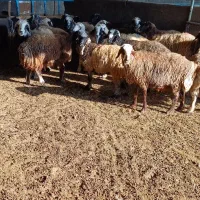 تعداد۲۲راس میش آبستن و۴راس بزآبستن