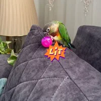 گرینچیک، حلقه پا، سخنگو و نر|پرنده|تبریز, |دیوار