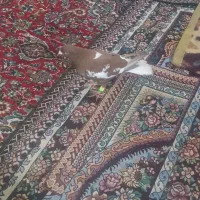 کفتر ابلق سرخ