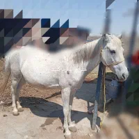 اسب|اسب و تجهیزات اسب‌سواری|خسروشاه, |دیوار