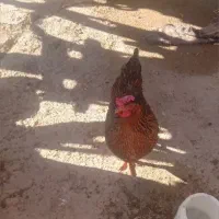 فرش مرغ تخم گذار