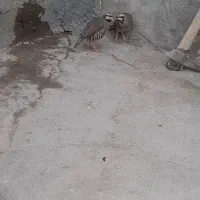 پرنده|پرنده|کنگاور, |دیوار