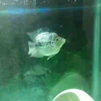 ماهی فلاورباکس کامفاسلام|ماهی|تهران, جوادیه|دیوار