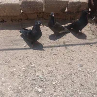 کبوتر سیاه ماده ذات خوب