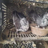 چند نرماده جفت کفتر پرشی حسابی