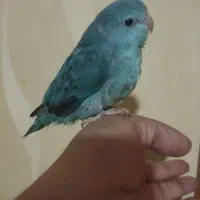 جوجه جفت پروتلت|پرنده|ری, شهادت|دیوار