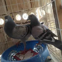 کفتر پلاکی ماده گمشده