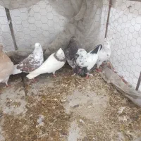 کبوتر تهرانی پرشی سرور و طوقی