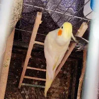 عروس هلندی