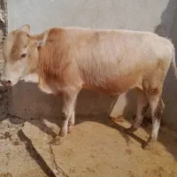 گوساله