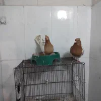 کفتر