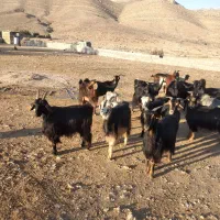 بز کلرداشتی ترکی