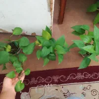 گل پتوس نئون ابلغ و سبز 75 هزار|گل و گیاه طبیعی|فسا, |دیوار