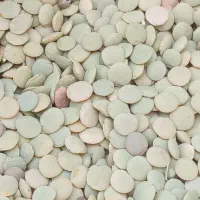 عدس۲۰۰ کیلو  کیلویی ۱۴۰ یک جا فقط تماس