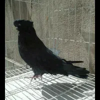 کبوتر نوک قنار
