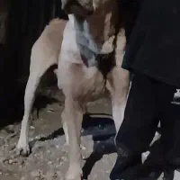 قارتال نگهبان خطر ناک جوون