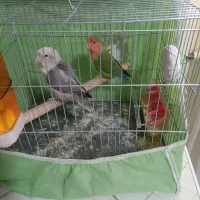 دو عدد طوطی برزیلی