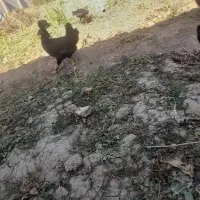 مرغ‌‌وخروس‌لاری‌و‌برهما