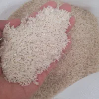 لاشه سرگل برنج فجر