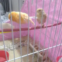 قناری نر ماده|پرنده|مشهد, فریزی|دیوار