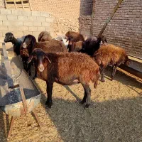 10 راس میش داشتی همه اوستن