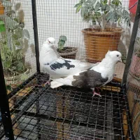 پرنده|پرنده|اصفهان, سیچان|دیوار