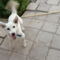 سگ نژاد دار