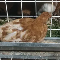 نمیچه مرغ و خروس سانپارس|حیوانات مزرعه|رشت, حومه رشت|دیوار