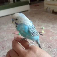 مرغ عشق گمشده