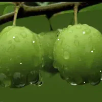 آلوچه سبز دانه درشت درجه یک شیرین و ملس چین تازه