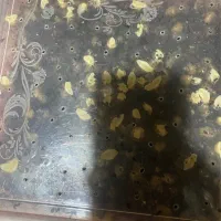 فروش حلزون|خزنده|ماهان, |دیوار