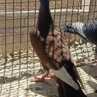 کبوتر‌‌مینا‌سرخ