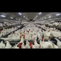 نیازمند به کارگر ماهر در پرورش مرغ گوشتی