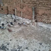 چند عدد کفتر