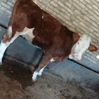 گوساله ماده