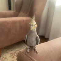 عروس هلندی نر