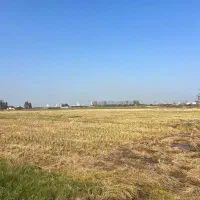 فروش زمین شالیزاری