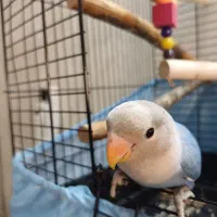 طوطی برزیلی رام دستی