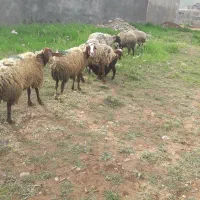 گوسقند داشتی