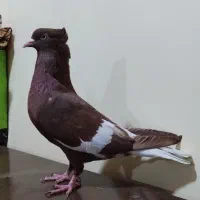 ماده سرخ دمسفید کبوتر|پرنده|اهواز, علی آباد|دیوار