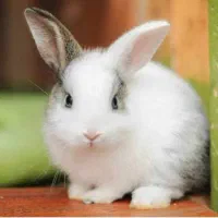 خرگوش|موش و خرگوش|مشگین شهر, |دیوار