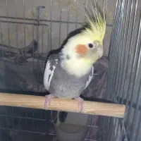 سلام عرض ادب