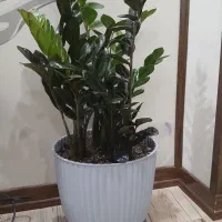 گل زامفولیا سبز و بلک